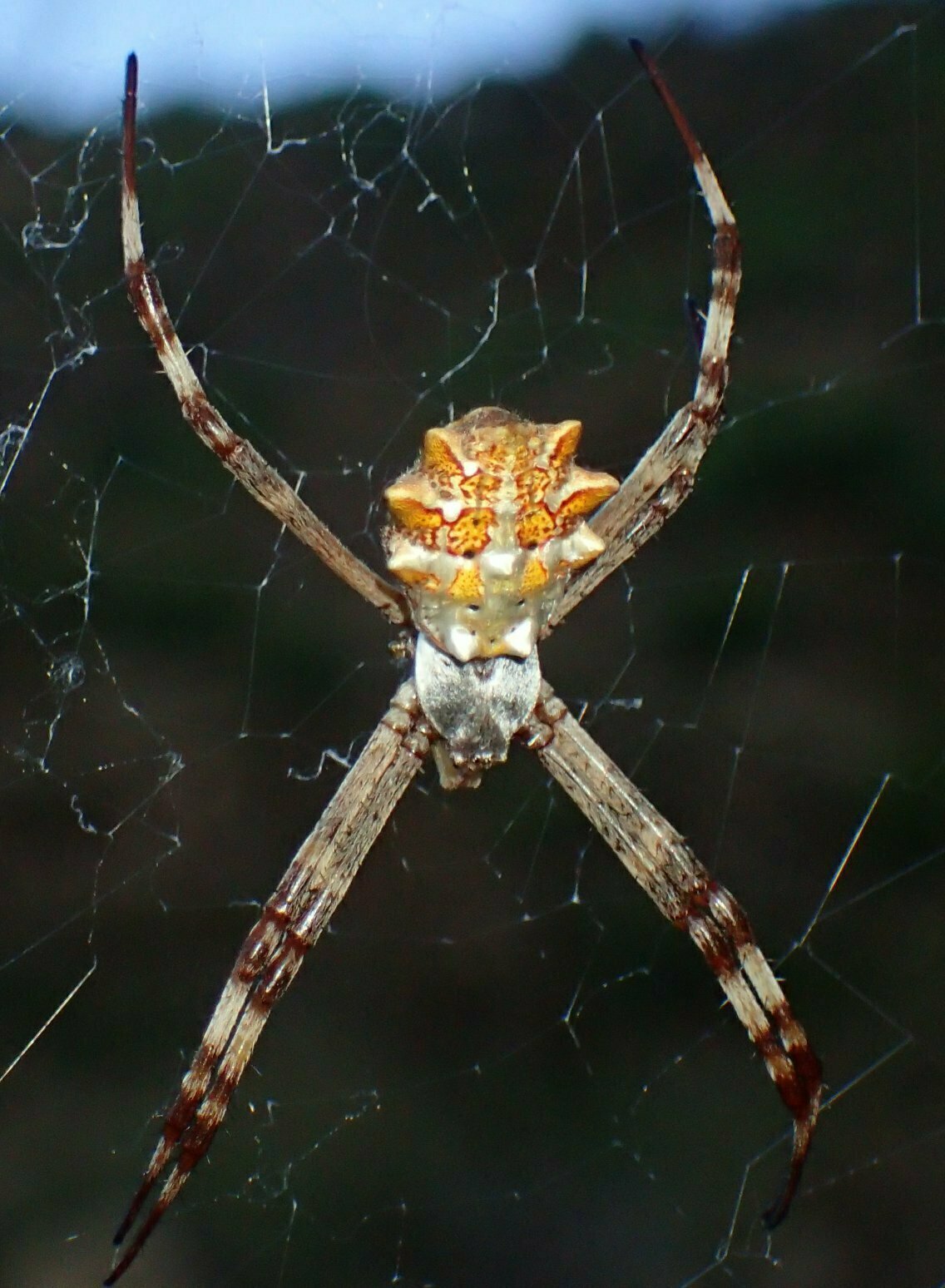 High Resolution Argiope argentata Animal